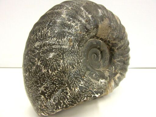 化石 アンモナイト 幅18.0cm 高さ15.5cm 奥行12.0cm 約3.5kg