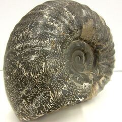 化石 アンモナイト 幅18.0cm 高さ15.5cm 奥行12.0cm 約3.5kg ノジュール 置物 標本 自然インテリア コレクション 北海道 札幌市 厚別区