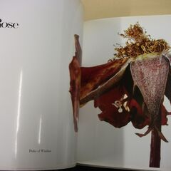 FLOWERS [hardcover] Penn, Irving