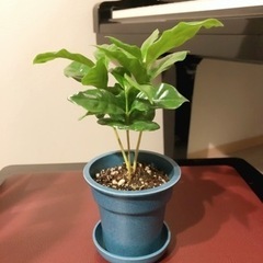 観葉植物　コーヒーの木②　19cm　ブルーカラー2号の鉢と受け皿付き
