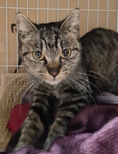 小柄で可愛い キジトラ女の子 くろまる 久里浜の猫の里親募集 ジモティー 小柄で可愛い キジトラ女の子 くろまる 久里浜の猫の里親募集 ジモティー