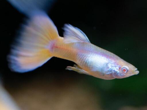 グッピー熱帯魚rreaモスコーピンクの子供1ペア ちゃむ 金沢文庫のその他の中古あげます 譲ります ジモティーで不用品の処分