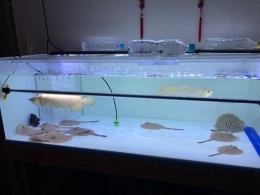 ホワイトクロコGold ring  熱帯魚　淡水エイ