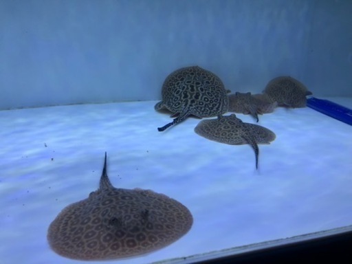 ホワイトクロコGold ring 熱帯魚 淡水エイ