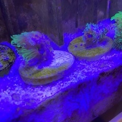 サンゴ　フラグ　スターポリプ