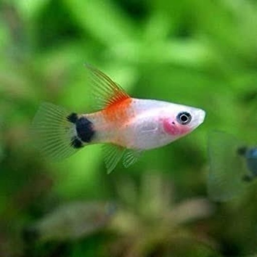 ミッキーマウスプラティ稚魚 水草 コケ取り生体おまけ可能 Sksk 谷保のその他の中古あげます 譲ります ジモティーで不用品の処分 ミッキーマウスプラティ稚魚 水草 コケ取り生体おまけ可能 Sksk 谷保のその他の中古あげます 譲ります ジモティーで不用品の処分
