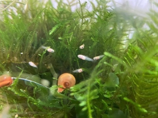 ミッキーマウスプラティ稚魚 水草 コケ取り生体おまけ可能 Sksk 谷保のその他の中古あげます 譲ります ジモティーで不用品の処分 ミッキーマウスプラティ稚魚 水草 コケ取り生体おまけ可能 Sksk 谷保のその他の中古あげます 譲ります ジモティーで不用品の処分