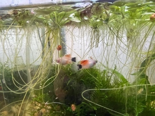 ミッキーマウスプラティ稚魚 水草 コケ取り生体おまけ可能 Sksk 谷保のその他の中古あげます 譲ります ジモティーで不用品の処分 ミッキーマウスプラティ稚魚 水草 コケ取り生体おまけ可能 Sksk 谷保のその他の中古あげます 譲ります ジモティーで不用品の処分