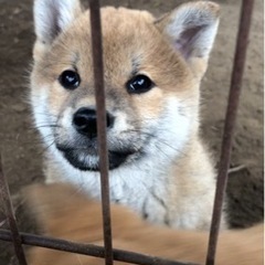 柴犬男の子販売中！