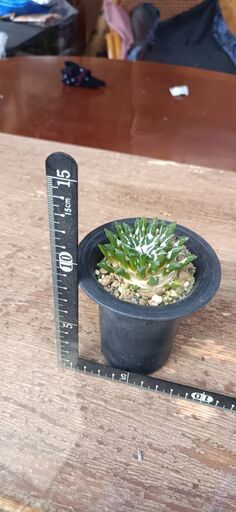 サボテン　多肉植物　黒牡丹