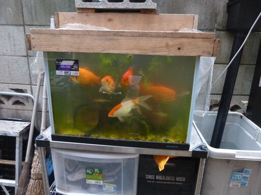 大きい金魚2匹 Takanekuma 氷川台のその他の中古あげます 譲ります ジモティーで不用品の処分