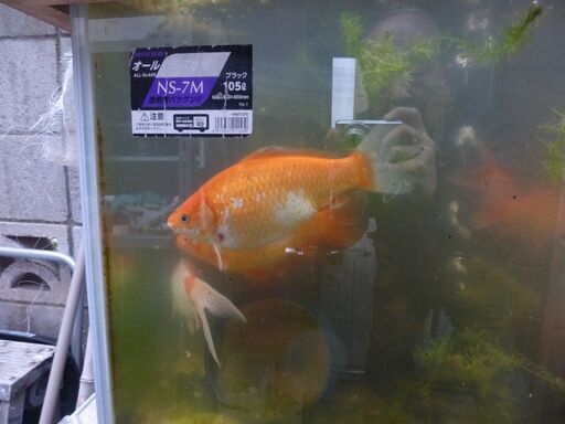 大きい金魚2匹 Takanekuma 氷川台のその他の中古あげます 譲ります ジモティーで不用品の処分