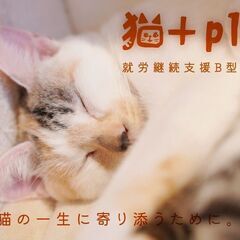 ”ハンディキャップのある方へ！”　猫と遊ぶことがお仕事です！　　...