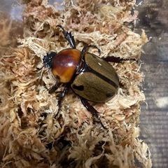 大型　ヨツボシヒナカブト　即ブリベア 大型 ヨツボシヒナカブト 即ブリベア