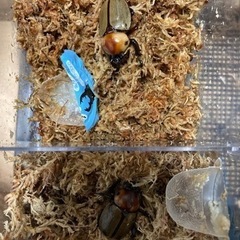 大型　ヨツボシヒナカブト　即ブリベア 大型 ヨツボシヒナカブト 即ブリベア