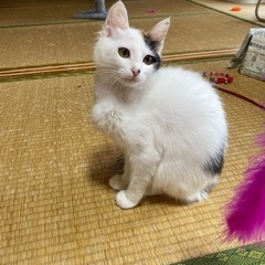 三毛猫メス生後およそ半年 - 那覇市