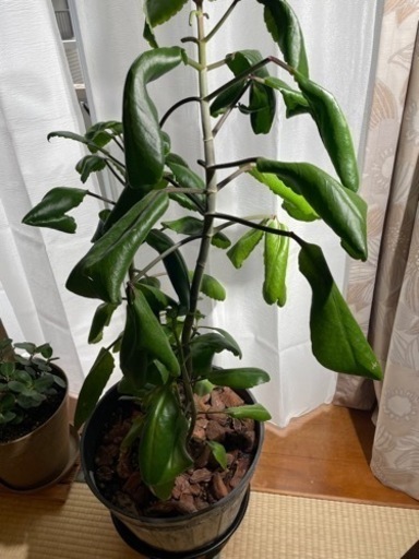 小笠原諸島セイロンベンケイソウハカラメマザーリーフ葉っぱ3枚 Daiki 北戸田の家電の中古あげます 譲ります ジモティーで不用品の処分