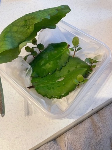 小笠原諸島セイロンベンケイソウハカラメマザーリーフ葉っぱ3枚 Daiki 北戸田の家電の中古あげます 譲ります ジモティーで不用品の処分