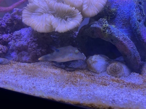 海水魚ヒメキンチャクフグ リュウカイ 草加のその他の中古あげます 譲ります ジモティーで不用品の処分