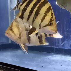 スマトラタイガーダトニオ 45センチぐらい