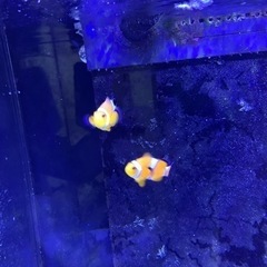 海水魚 カクレクマノミ