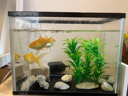 水槽セット 金魚など 永瀬智弘 糟屋の家具の中古あげます 譲ります ジモティーで不用品の処分