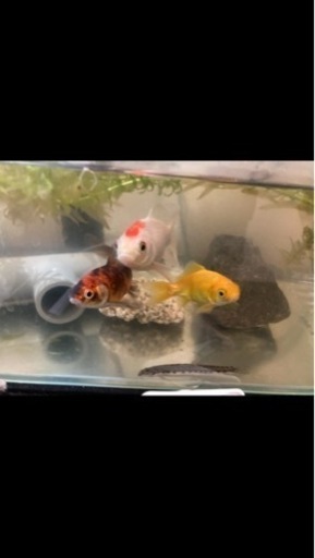金魚 朱文金 コメット シマドジョウ レモンコメット 松浦 松山のその他の中古あげます 譲ります ジモティーで不用品の処分