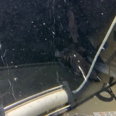 ダトニオ５匹　ゲオファーガス２匹　エンドリケリー１匹　人工餌餌付け済み