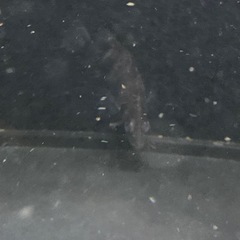 ダトニオ５匹　ゲオファーガス２匹　エンドリケリー１匹　人工餌餌付け済み