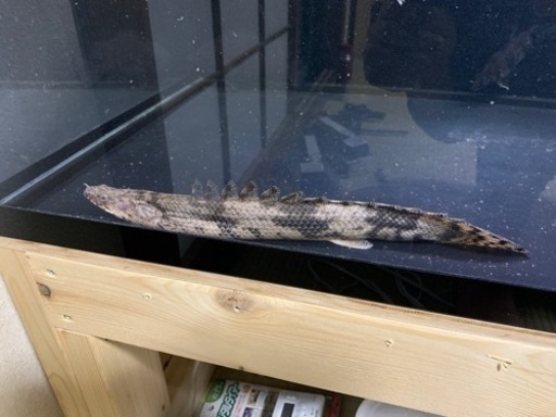 ダトニオ5匹 ゲオファーガス2匹 エンドリケリー1匹 人工餌餌付け済み