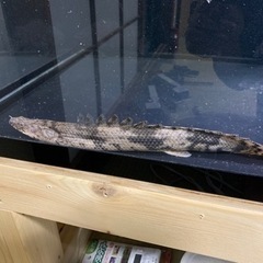 ダトニオ５匹　ゲオファーガス２匹　エンドリケリー１匹　人工餌餌付け済み