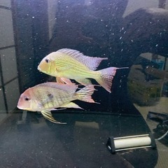 ダトニオ５匹　ゲオファーガス２匹　エンドリケリー１匹　人工餌餌付け済み