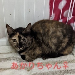 サビ猫姉妹♡生後5ヶ月 - 泉大津市