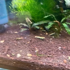 fan shrimp血統稚海老1センチぐらい