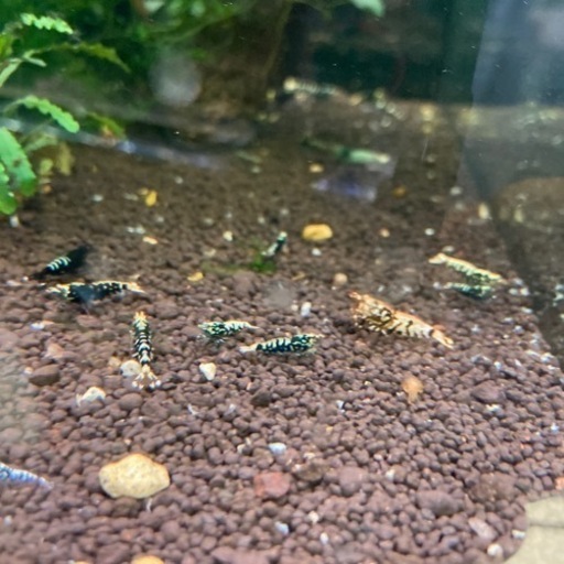 fan shrimp血統稚海老1センチぐらい