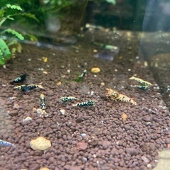 【ネット決済】fan shrimp血統稚海老1センチぐらい