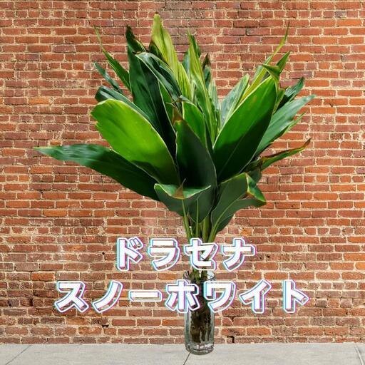 購入最安 価格改定しました 観葉植物 スノーホワイト ドラセナ 発根済み苗１本 1477f6e4 オンラインストアお値下 Pn Batam Go Id