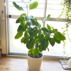 【ネット決済】育てやすい観覧植物: ウンベラータ