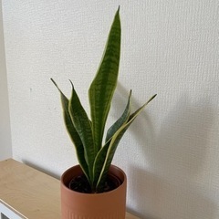 【ネット決済】育てやすい植物: スネークプラント