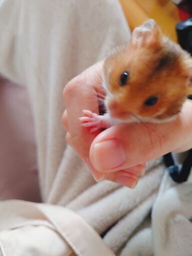 可愛いハムスターの赤ちゃん みどり05 高知のその他の里親募集 ジモティー