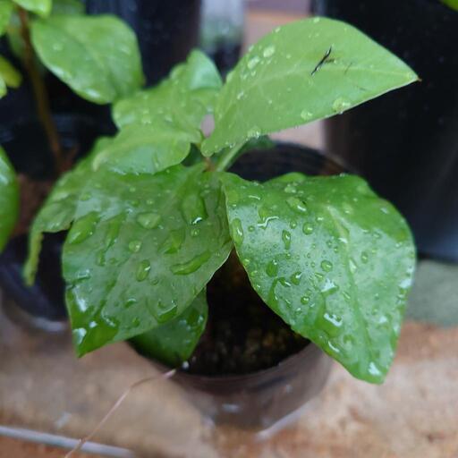 多年草スーパー野菜 オカワカメ苗10株 【公式通販】 多年草スーパー野菜 オカワカメ苗10株 【公式通販】