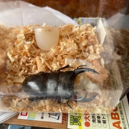 オオクワガタ、インドアンタウエスオオクワガタ