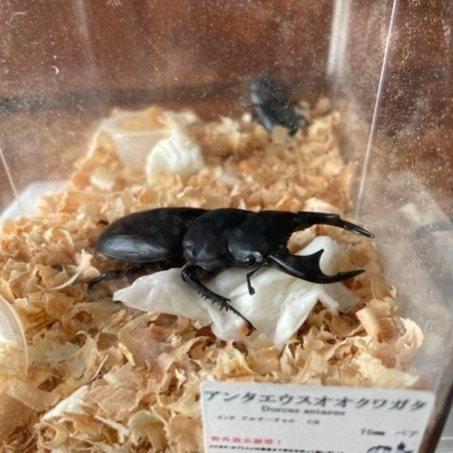 オオクワガタ、インドアンタウエスオオクワガタ