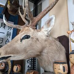 エゾ鹿の剥製