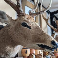 エゾ鹿の剥製