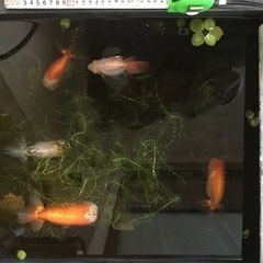 金魚・らんちゅう　４匹あげます