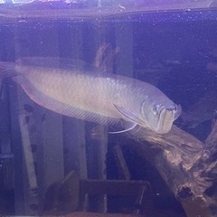 京都府の中古アロワナが無料 格安で買える ジモティー