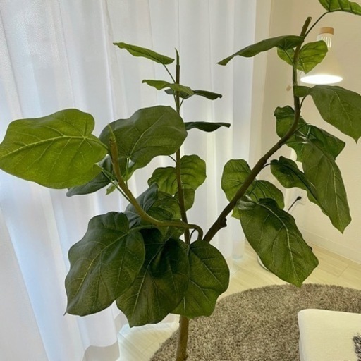 観葉植物 フェイク ウンベラータ 150cm 光触媒 造花ドットコム ホリ 今宿の家具の中古あげます 譲ります ジモティーで不用品の処分 観葉植物 フェイク ウンベラータ 150cm 光触媒 造花ドットコム ホリ 今宿の家具の中古あげます 譲ります ジモティーで不用品の処分