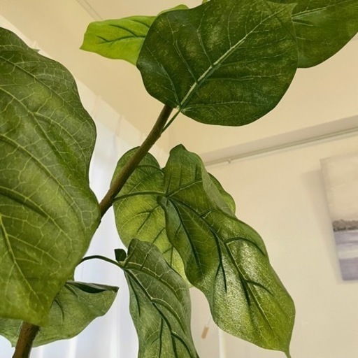 観葉植物 フェイク ウンベラータ 150cm 光触媒 造花ドットコム ホリ 今宿の家具の中古あげます 譲ります ジモティーで不用品の処分 観葉植物 フェイク ウンベラータ 150cm 光触媒 造花ドットコム ホリ 今宿の家具の中古あげます 譲ります ジモティーで不用品の処分