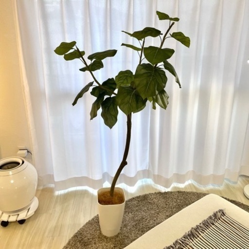 観葉植物 フェイク ウンベラータ 150cm 光触媒 造花ドットコム ホリ 今宿の家具の中古あげます 譲ります ジモティーで不用品の処分
